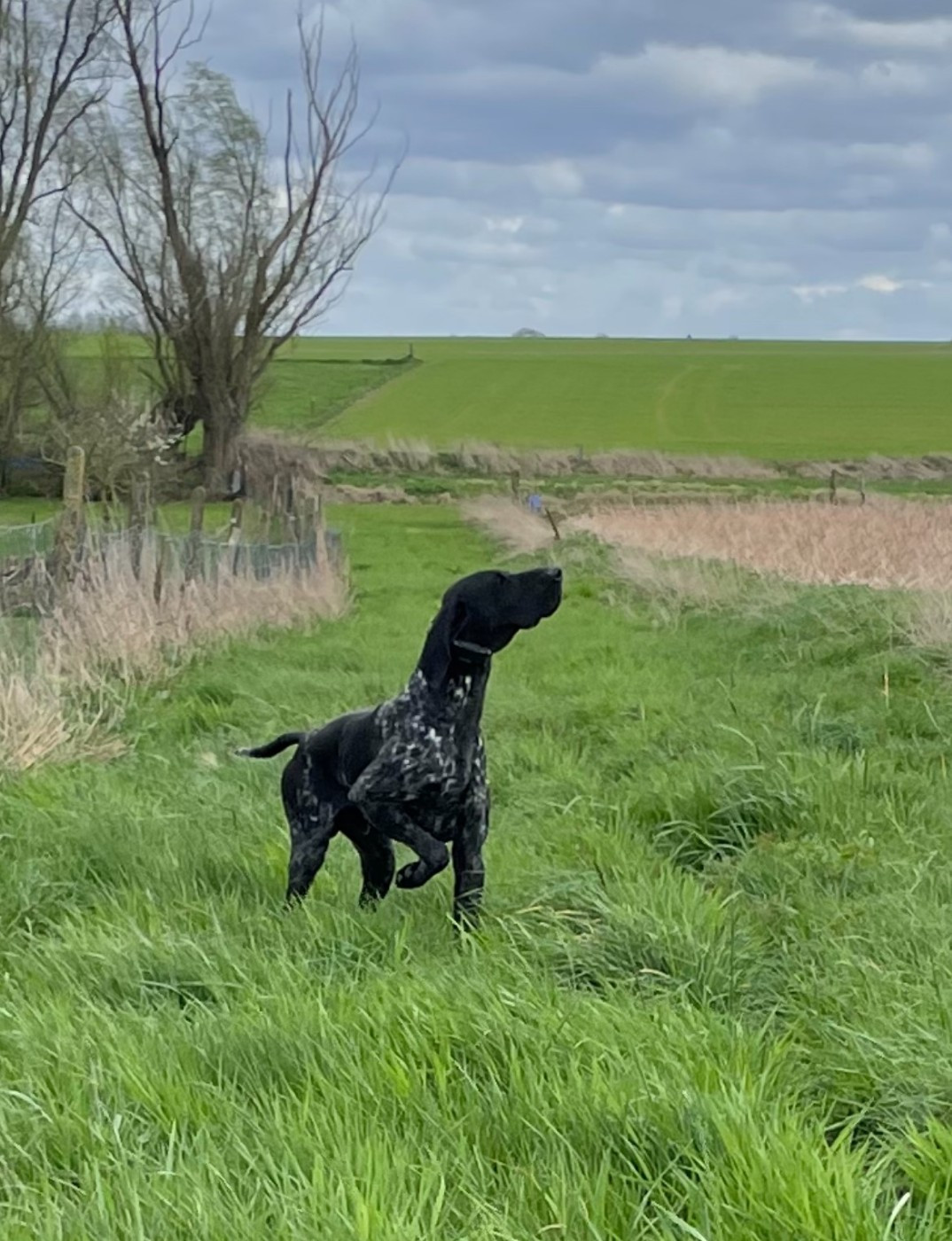 ULTRA ET ULZANE SONT CHAMPION DU LUXEMBOURG