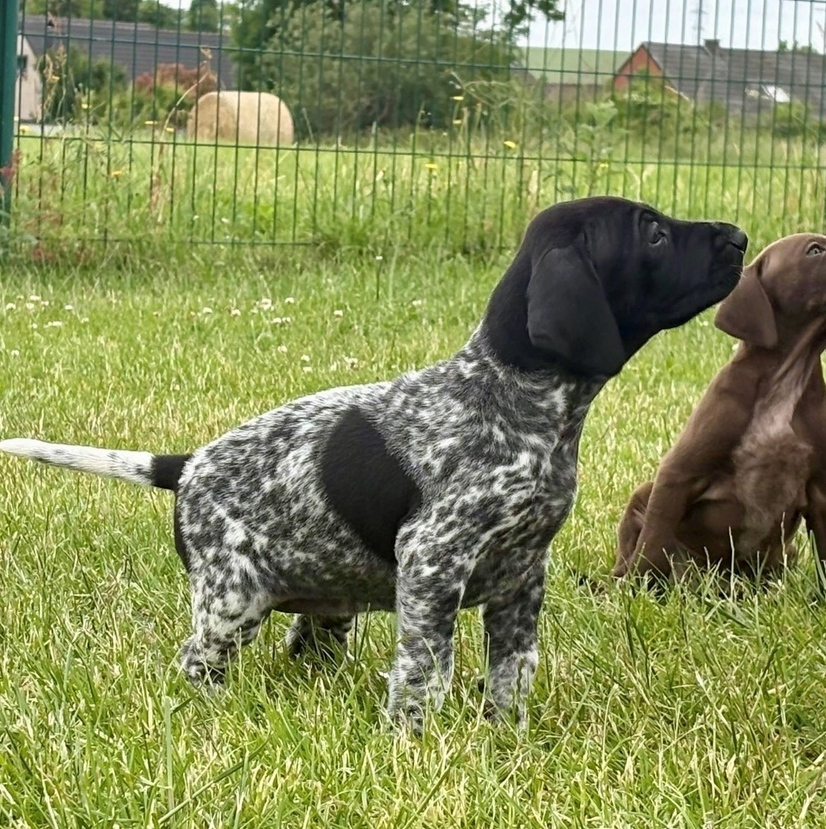 du Clos de Reve d'Or - Chiots disponibles - Braque allemand à poil court