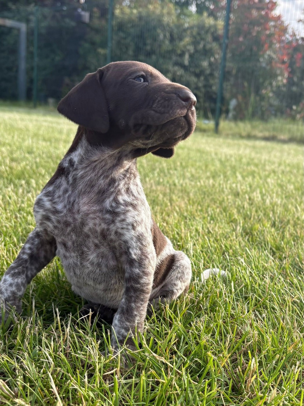 du Clos de Reve d'Or - Chiots disponibles - Braque allemand à poil court