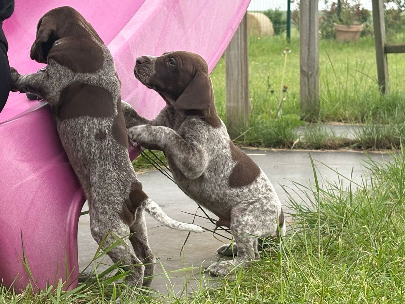 du Clos de Reve d'Or - Chiots disponibles - Braque allemand à poil court
