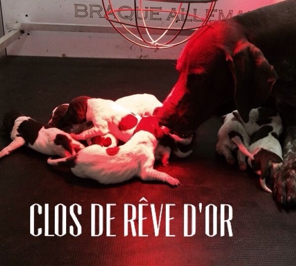 4- O.... DU CLOS DE RÊVE D'OR