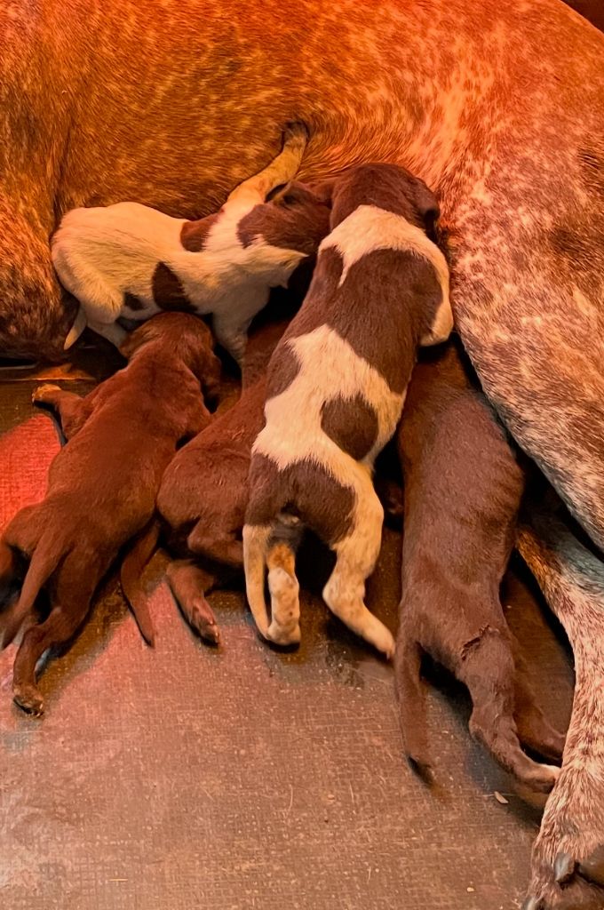 du Clos de Reve d'Or - Chiots disponibles - Braque allemand à poil court