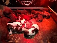 CHIOT