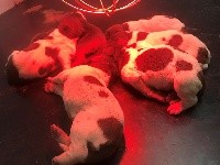 CHIOT